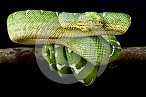 Emerald tree boa (Corallus caninus)