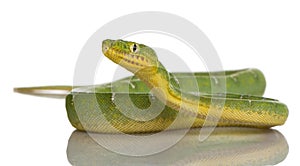 Emerald Tree Boa - Corallus caninus