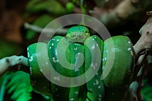 Emerald Tree boa Corallus caninus coiled in a tree very close up. A beautiful green jungle snake