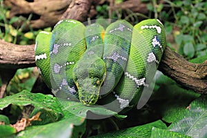 Emerald tree boa