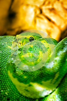 Emerald Tree Boa Snake - green