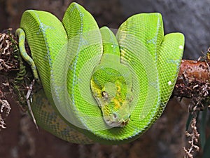 Emerald Tree Boa from South America. Exotic snake wrapped in a ball