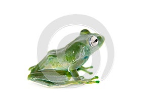 Emerald Tree frog on white background