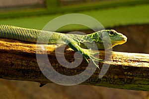 Emerald tree monitor