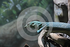 Emerald tree monitor