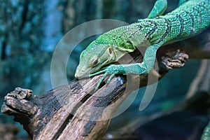 Emerald tree monitor