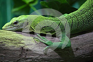 Emerald Tree Monitor