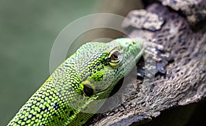 Emerald tree monitor aka green tree monitor