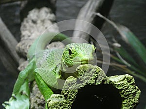 Emerald tree monitor resting in their tree