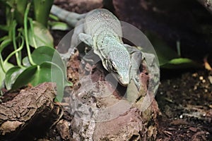 Emerald tree monitor Varanus prasinus 10