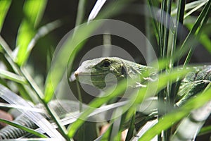 Emerald tree monitor Varanus prasinus 2