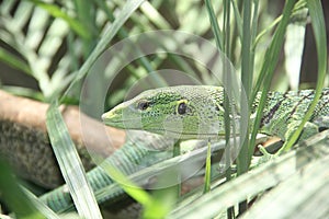 Emerald tree monitor Varanus prasinus 4