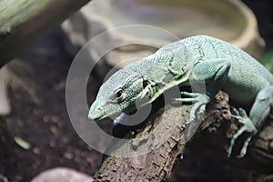 Emerald tree monitor Varanus prasinus 8