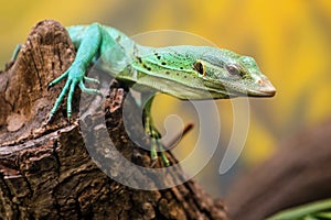 Emerald Tree Monitor, Varanus prasinus, climbing on tree