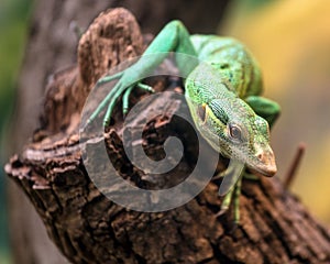 Emerald Tree Monitor, Varanus prasinus, climbing on tree