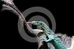 Emerald tree monitor, Varanus prasinus closeup