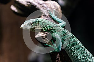 Emerald tree monitor, Varanus prasinus closeup