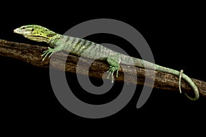 Emerald Tree Monitor (Varanus prasinus) Sorong island, Indonesia