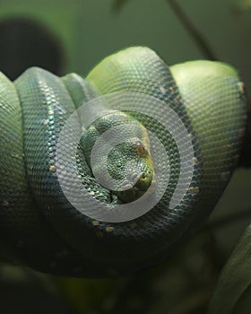 Emerald Tree Python Coil Exotic Jungle Serpent