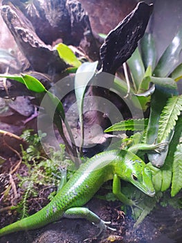 Emerald Tree Skink