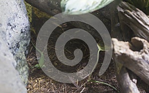 Emerald Tree Skink