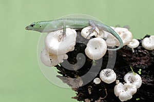 An emerald tree skink is hunting for insects in a wild mushroom colony growing on weathered tree trunks.