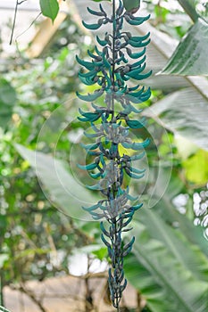 Jade vine Strongylodon macrobotrys, budding turquoise flowers photo