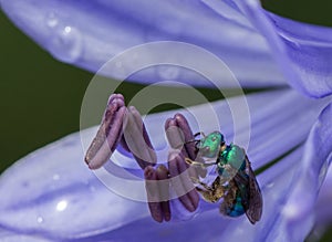Emerald wasp on flower