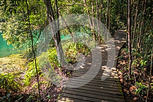 Emerald Water and Jungle Path