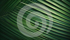 Emerald Whispers: A Captivating Close-Up of a Vibrant Palm Leaf