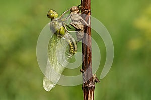 An emerged Broad bodied Chaser Dragonfly Libellula depressa.