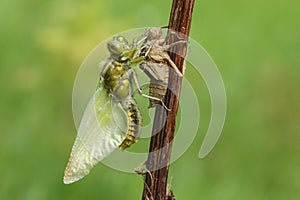 An emerged Broad bodied Chaser Dragonfly Libellula depressa. photo