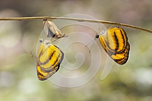 Emerged from chrysalis of common lascar butterfly Pantoporia h