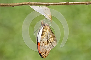 Emerged great orange tip butterfly Anthocharis cardamines ha