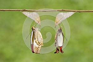 Emerged great orange tip butterfly Anthocharis cardamines fr