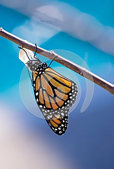 Emerged Monarch butterfly