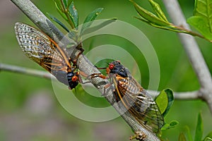 Emerged 17 year Brood X periodical cicadas. photo