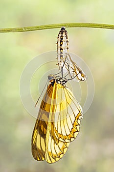 Emerged yellow coster butterfly Acraea issoria and mature ch