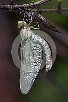 Emergence of dragon fly photo