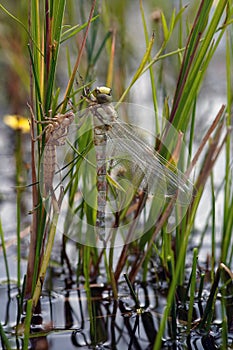 Emergence of dragon fly