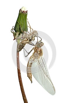 Emergence of dragonfly photo