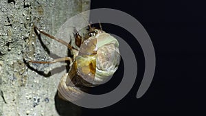 Emergence of Large Brown Cicada