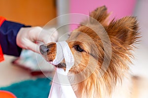 A emergency veterinarian treats a little Shetland Sheepdog
