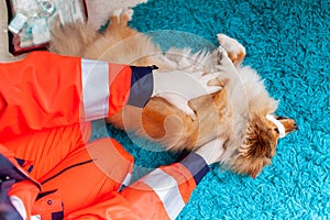 A emergency veterinarian treats a little Shetland Sheepdog