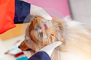 A emergency veterinarian treats a little Shetland Sheepdog