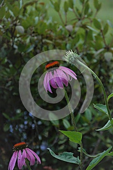 Emergent purple cone flower photo