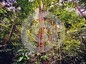 Emergent tree in tropical rainforest photo