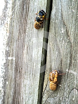 Emerging 17 year periodical Cicada  and a discarded pupa