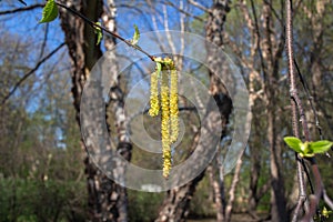 Emerging bright yellow catkins on a river birch tree