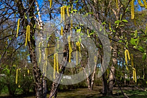 Emerging bright yellow catkins on a river birch tree photo